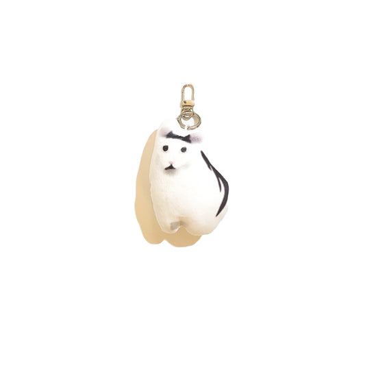 Cat - White and Black